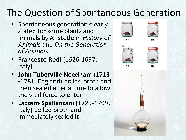 The Question of Spontaneous Generation • Spontaneous generation clearly stated for some plants and