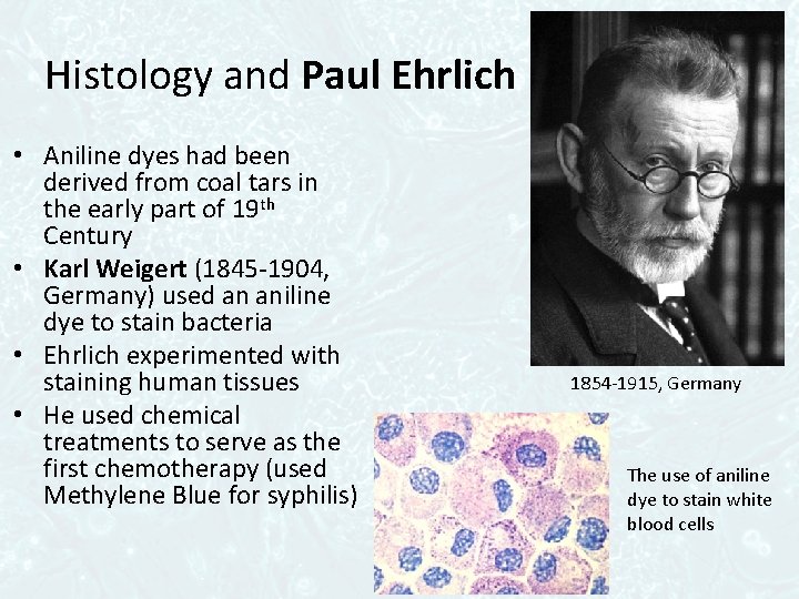 Histology and Paul Ehrlich • Aniline dyes had been derived from coal tars in