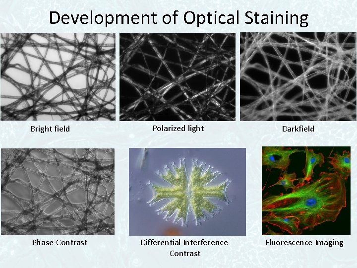 Development of Optical Staining Bright field Phase-Contrast Polarized light Differential Interference Contrast Darkfield Fluorescence
