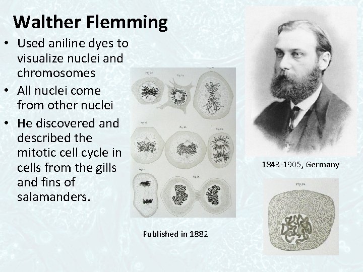 Walther Flemming • Used aniline dyes to visualize nuclei and chromosomes • All nuclei