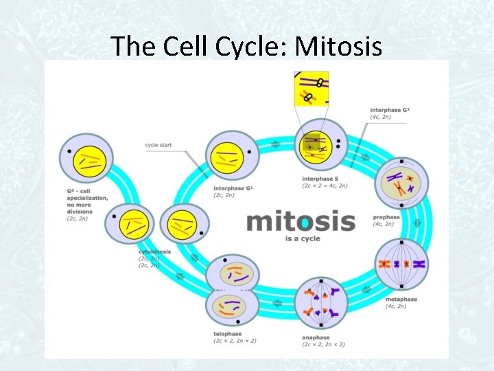 The Cell Cycle: Mitosis 