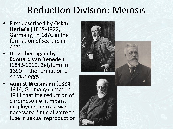 Reduction Division: Meiosis • First described by Oskar Hertwig (1849 -1922, Germany) in 1876