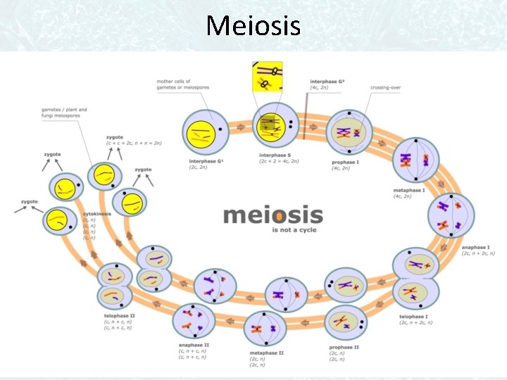 Meiosis 