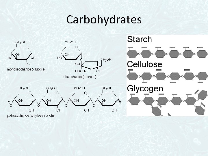 Carbohydrates 