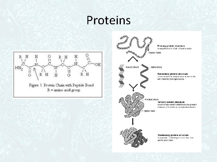 Proteins 
