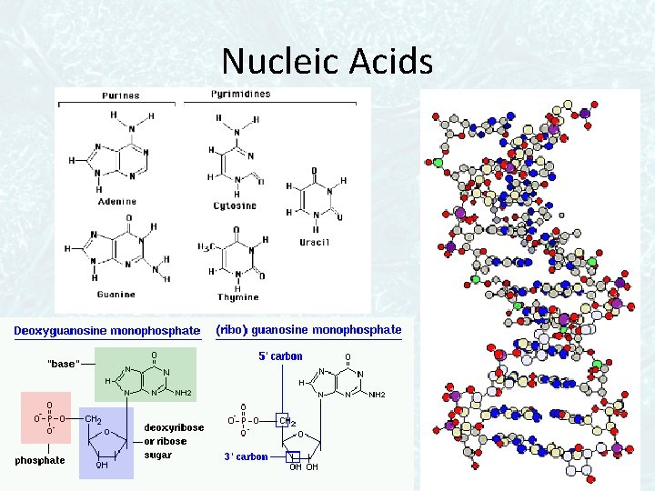 Nucleic Acids 