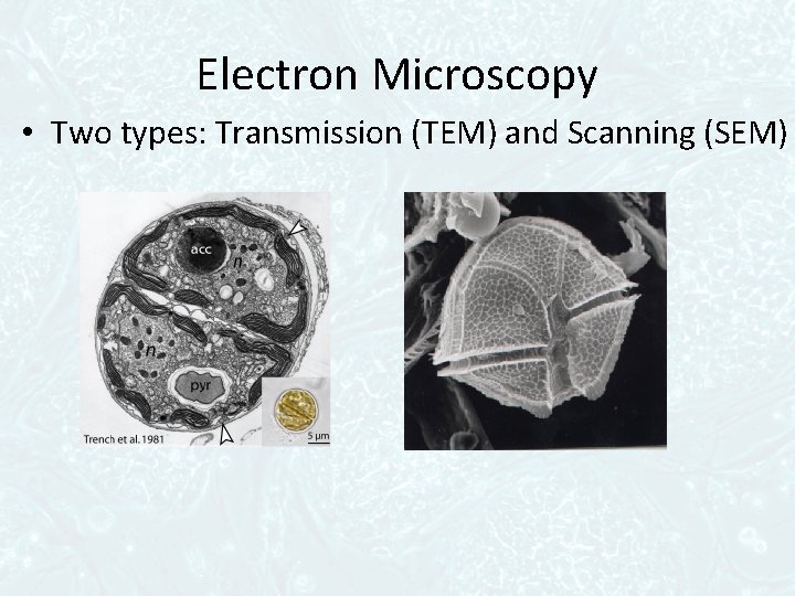 Electron Microscopy • Two types: Transmission (TEM) and Scanning (SEM) 