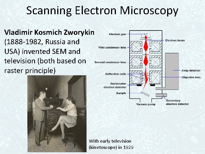 Scanning Electron Microscopy Vladimir Kosmich Zworykin (1888 -1982, Russia and USA) invented SEM and