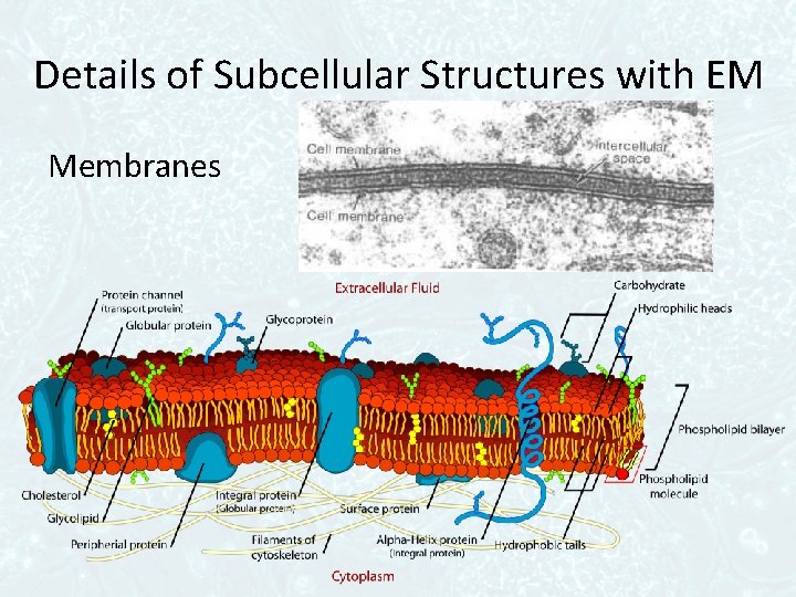 Details of Subcellular Structures with EM Membranes 