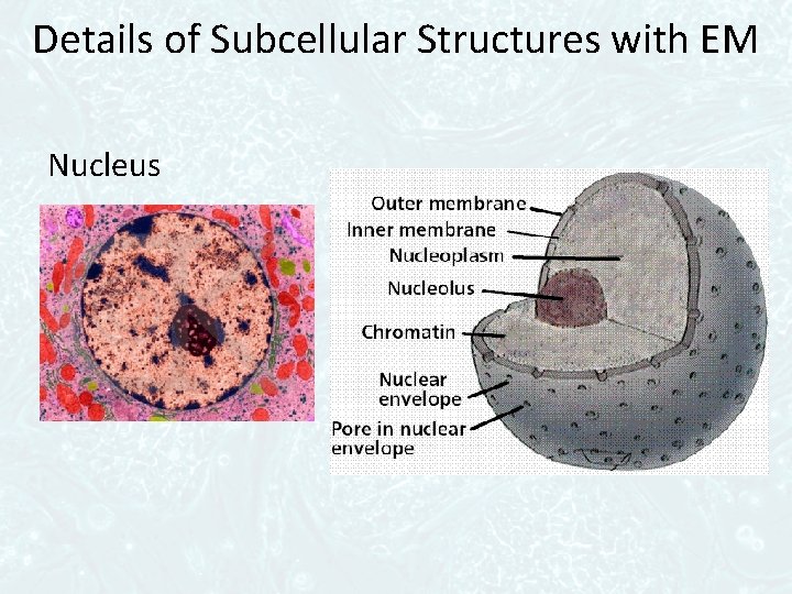 Details of Subcellular Structures with EM Nucleus 