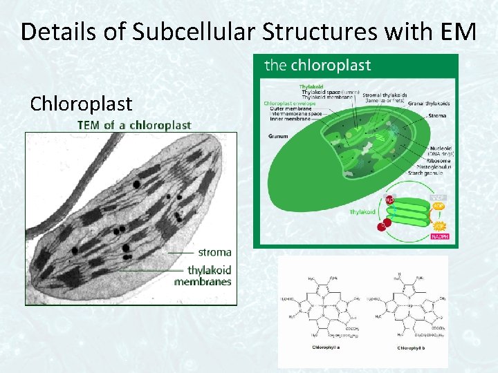 Details of Subcellular Structures with EM Chloroplast 