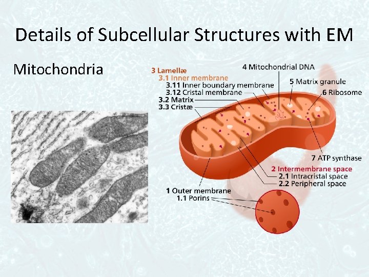Details of Subcellular Structures with EM Mitochondria 