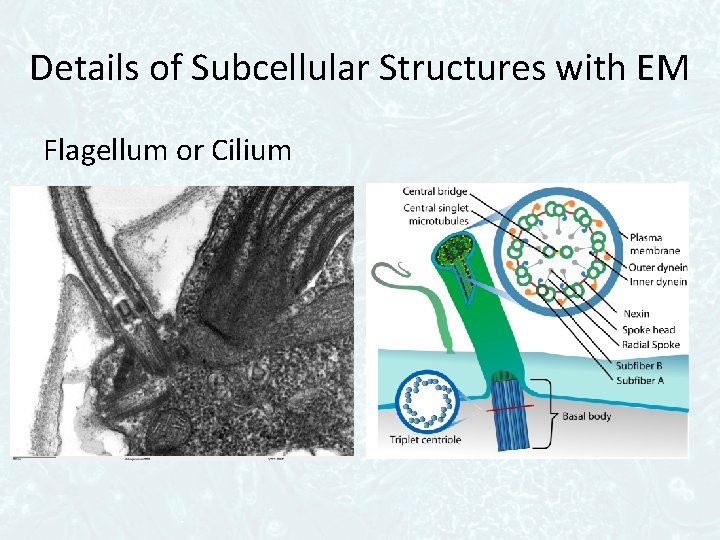 Details of Subcellular Structures with EM Flagellum or Cilium 