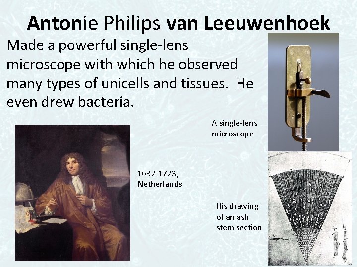 Antonie Philips van Leeuwenhoek Made a powerful single-lens microscope with which he observed many