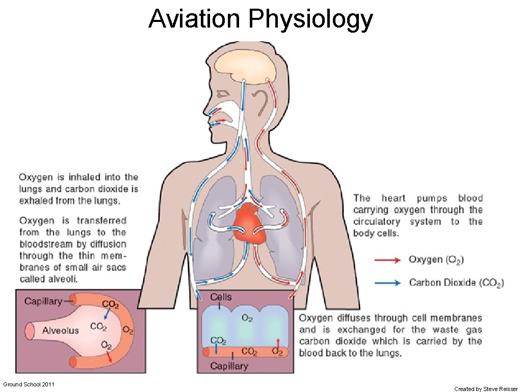 Aviation Physiology Ground School 2011 Created by Steve Reisser 