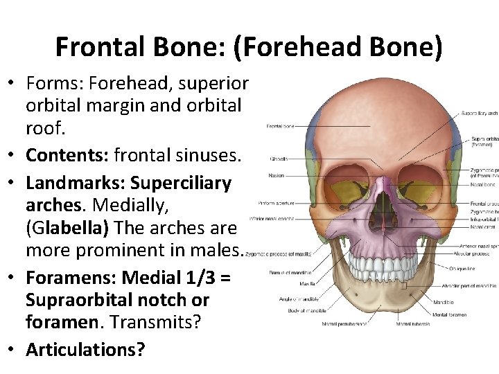 Frontal Bone: (Forehead Bone) • Forms: Forehead, superior orbital margin and orbital roof. •