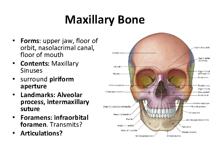 Maxillary Bone • Forms: upper jaw, floor of orbit, nasolacrimal canal, floor of mouth