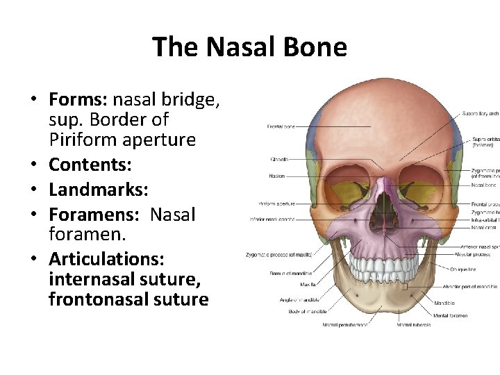 The Nasal Bone • Forms: nasal bridge, sup. Border of Piriform aperture • Contents: