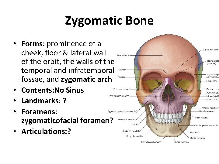 Zygomatic Bone • Forms: prominence of a cheek, floor & lateral wall of the