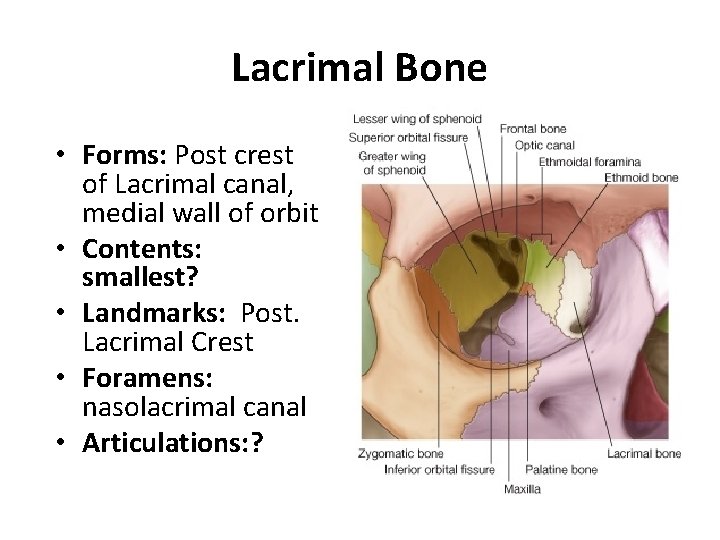 Lacrimal Bone • Forms: Post crest of Lacrimal canal, medial wall of orbit •