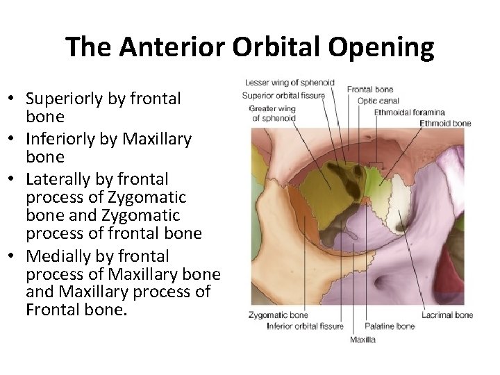 The Anterior Orbital Opening • Superiorly by frontal bone • Inferiorly by Maxillary bone