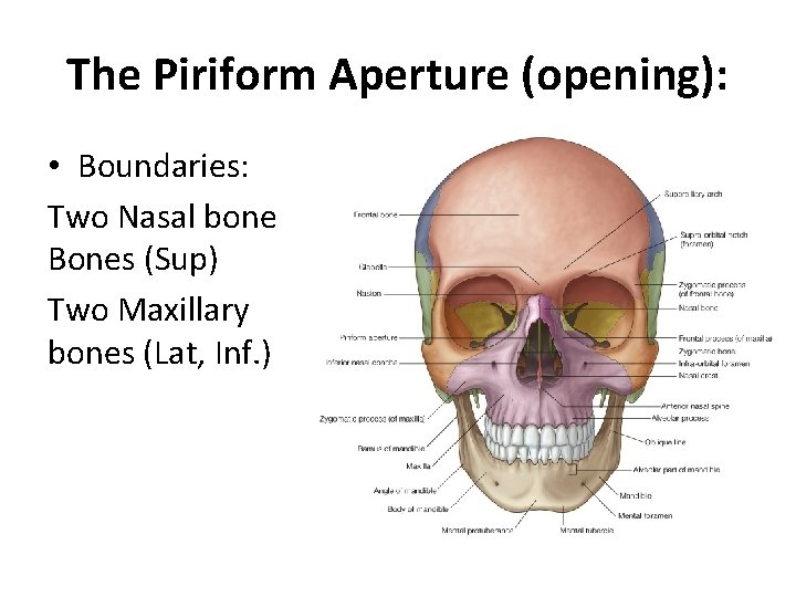 The Piriform Aperture (opening): • Boundaries: Two Nasal bone Bones (Sup) Two Maxillary bones