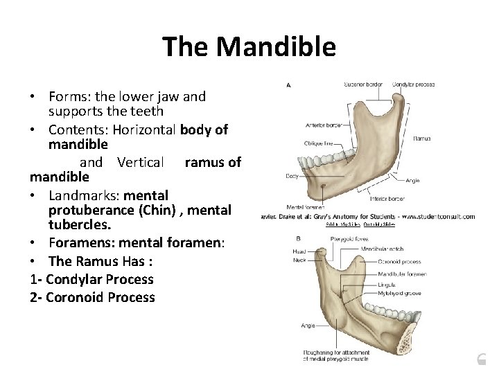 The Mandible • Forms: the lower jaw and supports the teeth • Contents: Horizontal