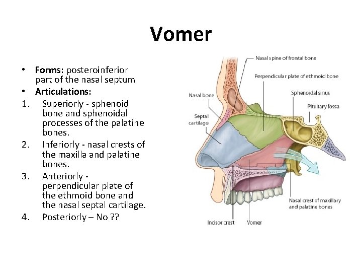 Vomer • Forms: posteroinferior part of the nasal septum • Articulations: 1. Superiorly -