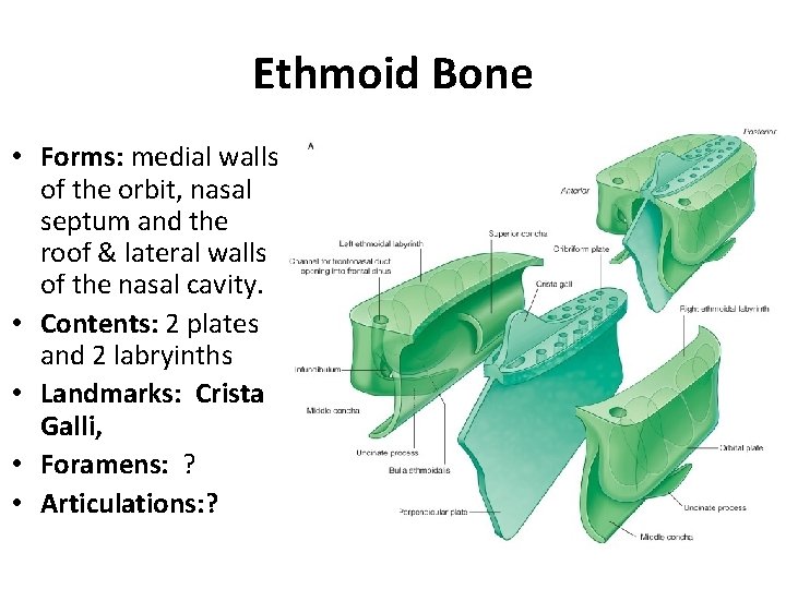 Ethmoid Bone • Forms: medial walls of the orbit, nasal septum and the roof
