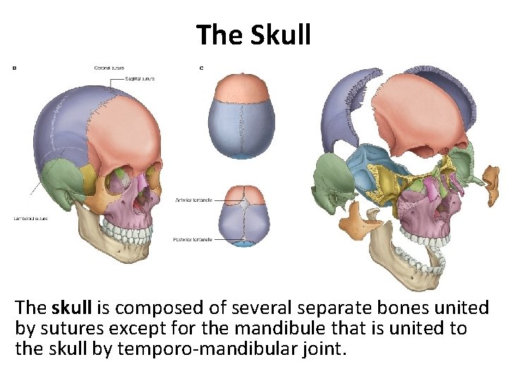 The Skull • The Skull (Cranium): The skull is composed of several separate bones