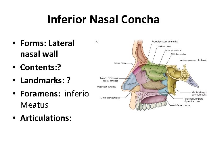 Inferior Nasal Concha • Forms: Lateral nasal wall • Contents: ? • Landmarks: ?