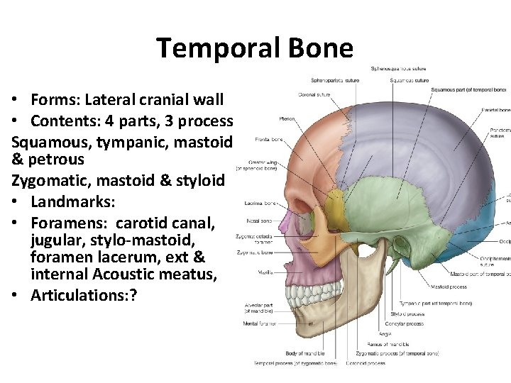 Temporal Bone • Forms: Lateral cranial wall • Contents: 4 parts, 3 process Squamous,