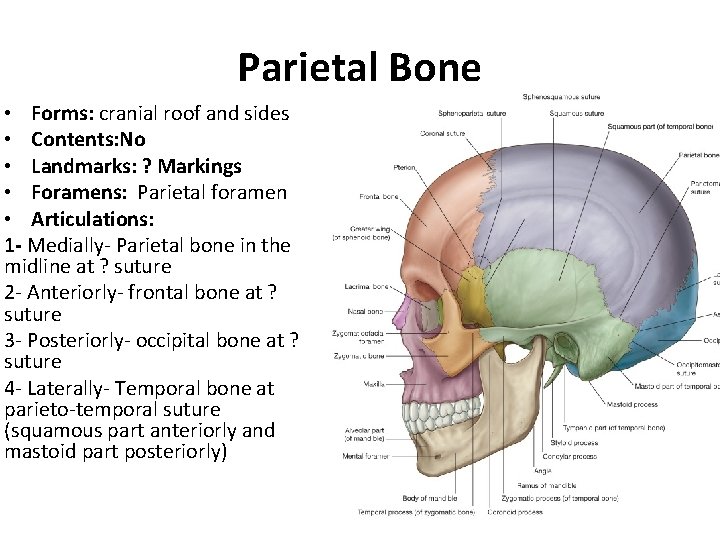 Parietal Bone • Forms: cranial roof and sides • Contents: No • Landmarks: ?