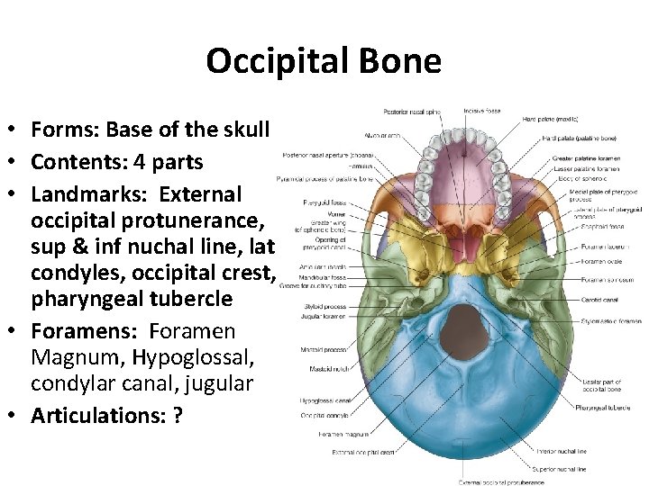 Occipital Bone • Forms: Base of the skull • Contents: 4 parts • Landmarks: