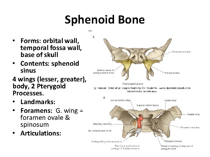 Sphenoid Bone • Forms: orbital wall, temporal fossa wall, base of skull • Contents: