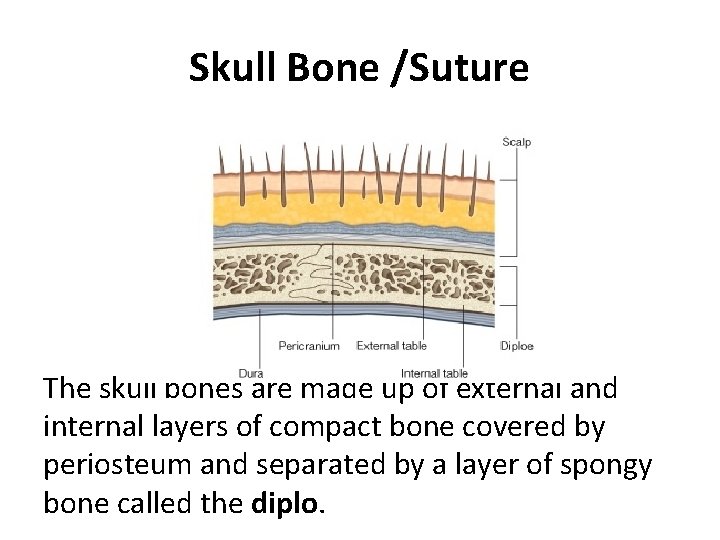 Skull Bone /Suture The skull bones are made up of external and internal layers