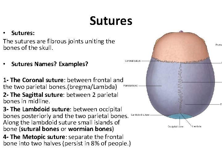 Sutures • Sutures: The sutures are fibrous joints uniting the bones of the skull.