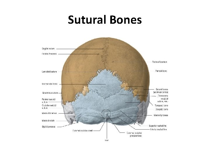 Sutural Bones 