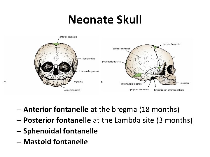 Neonate Skull – Anterior fontanelle at the bregma (18 months) – Posterior fontanelle at