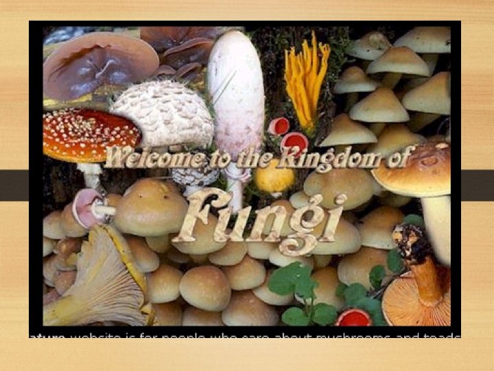 FUNGI 