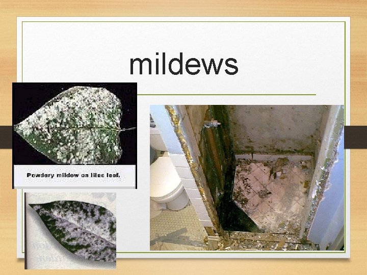 mildews 