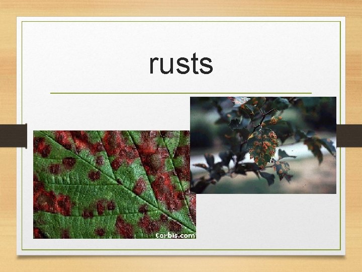 rusts 