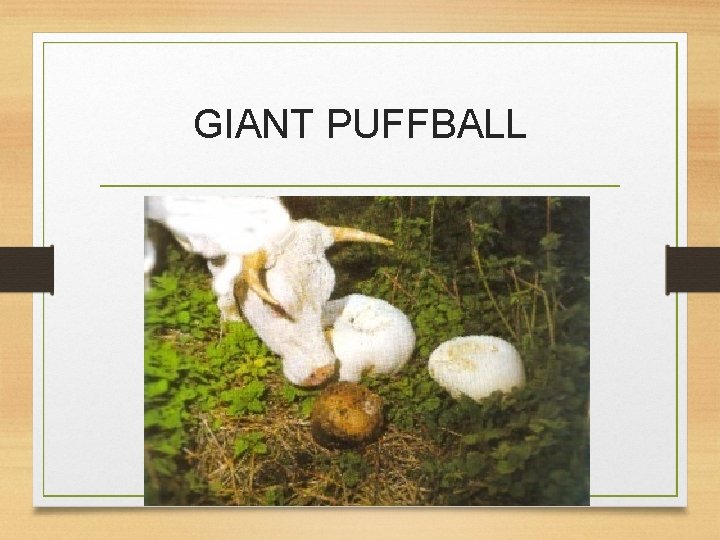 GIANT PUFFBALL 