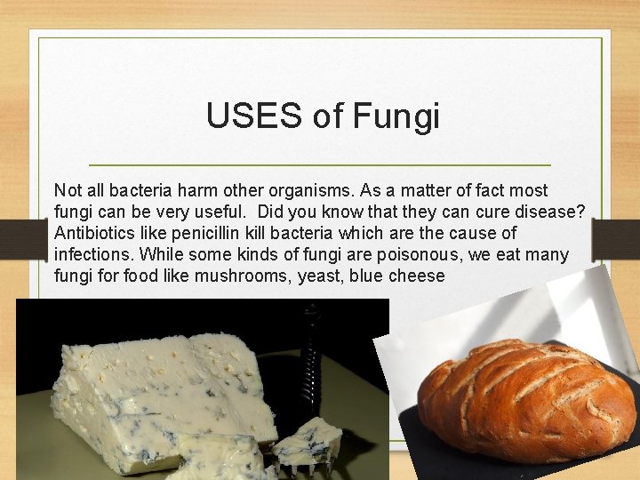 USES of Fungi Not all bacteria harm other organisms. As a matter of fact