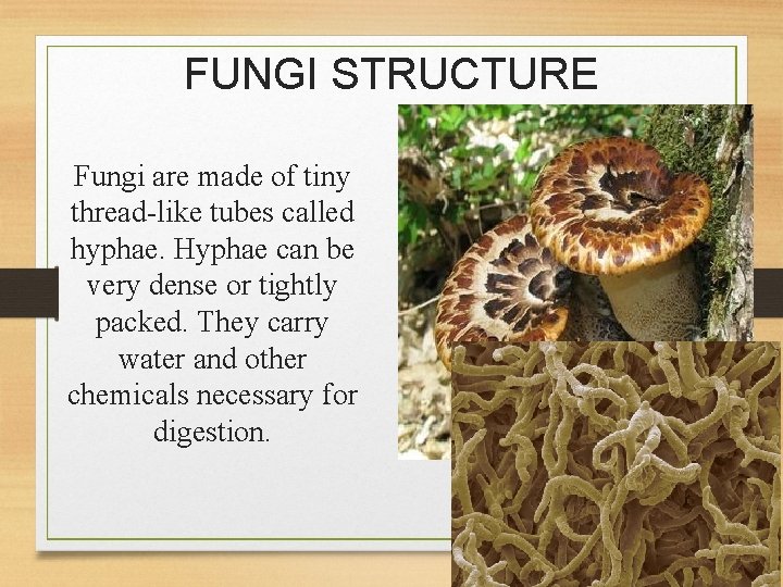 FUNGI STRUCTURE Fungi are made of tiny thread-like tubes called hyphae. Hyphae can be