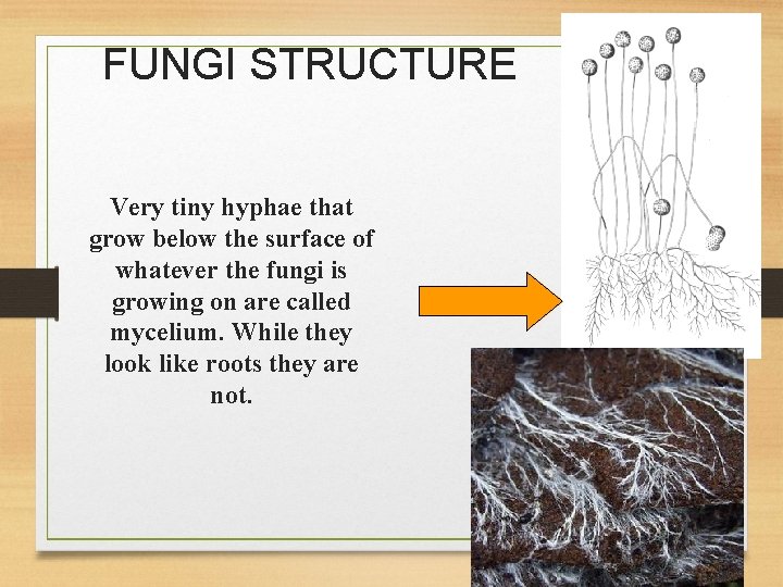 FUNGI STRUCTURE Very tiny hyphae that grow below the surface of whatever the fungi