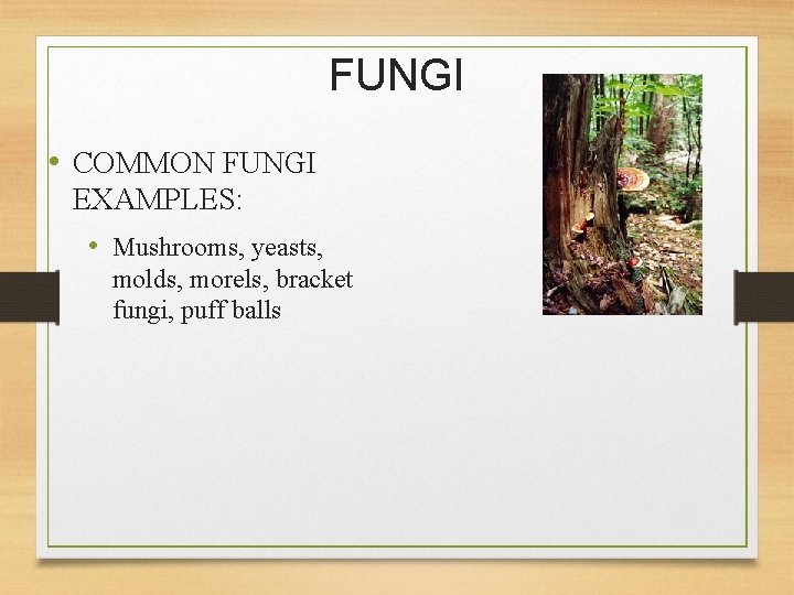 FUNGI • COMMON FUNGI EXAMPLES: • Mushrooms, yeasts, molds, morels, bracket fungi, puff balls