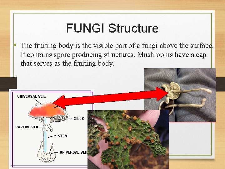 FUNGI Structure • The fruiting body is the visible part of a fungi above