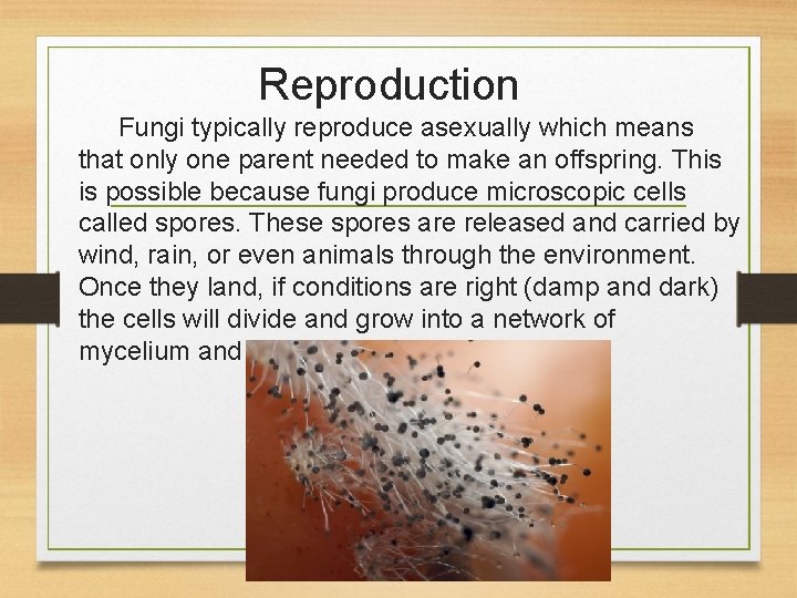 Reproduction Fungi typically reproduce asexually which means that only one parent needed to make