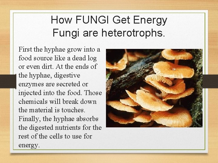 How FUNGI Get Energy Fungi are heterotrophs. First the hyphae grow into a food